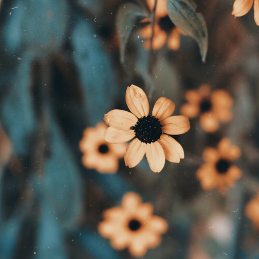 Black Eye Susan Flower
