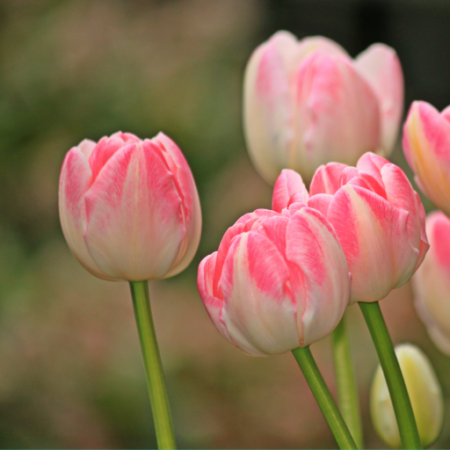Pink Red Tulip