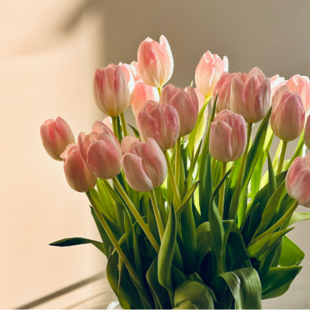 Pink Tulip