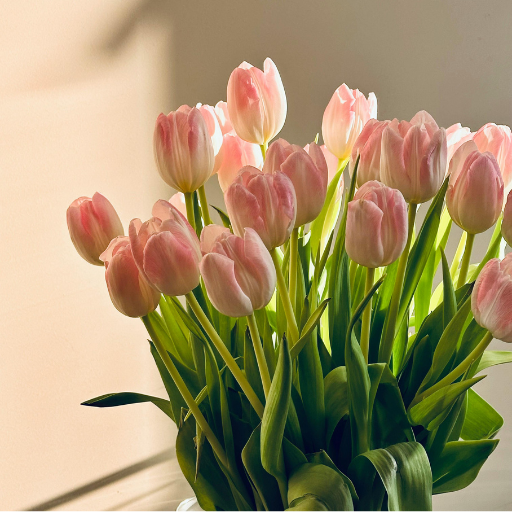 Pink Tulip
