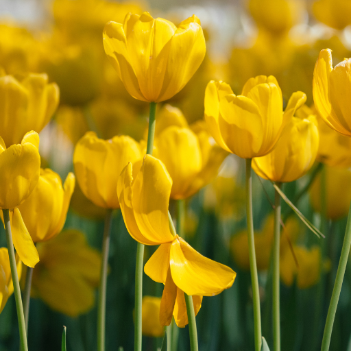 Yellow Tulip